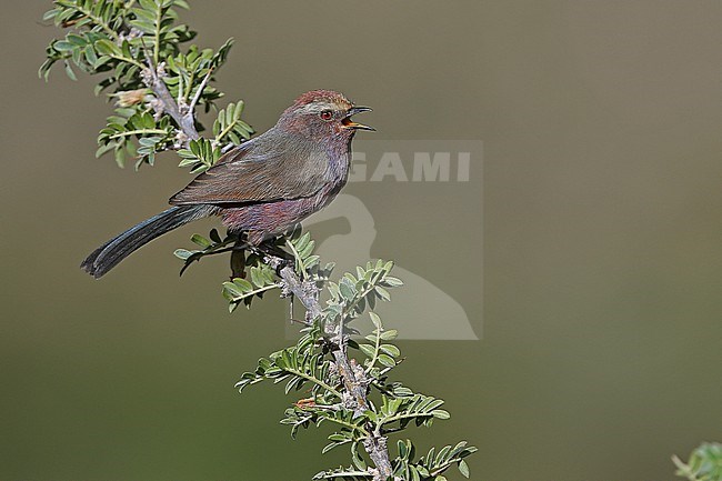 White-browed Tit-Warbler, Leptopoecile sophiae, on Tibetan plateau, Qinghai, China. Also known as Severtzov's tit warbler. stock-image by Agami/James Eaton,