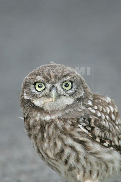 Little owl juvenile in close-up with grub, Steenuil juveniel close up met larve stock-image by Agami/Bill Baston,