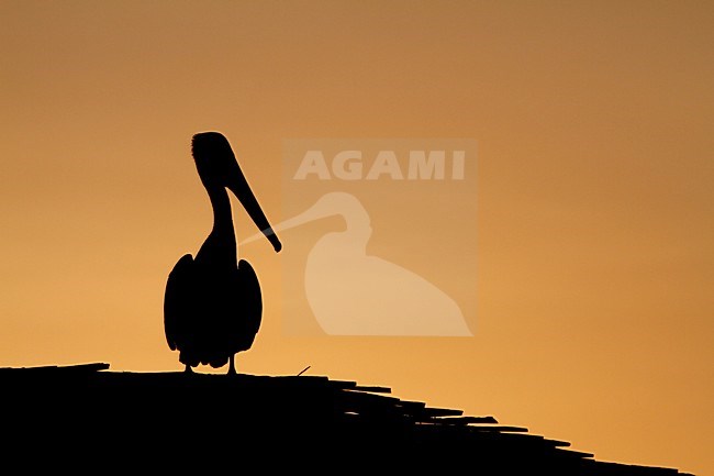 bruine pelikaan met tegenlicht; brown pelican in back light stock-image by Agami/Chris van Rijswijk,
