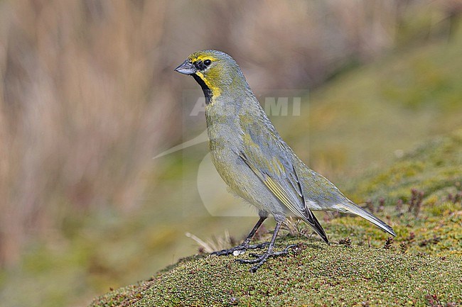 Male Yellow-bridled Finch, Melanodera xanthogramma, perched on the ground in Patagonia, Argentina. stock-image by Agami/Pete Morris,