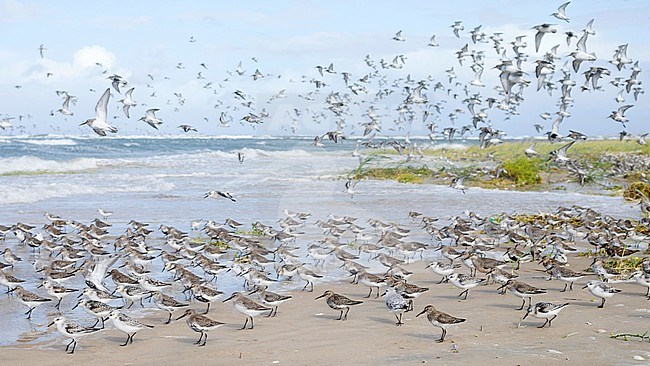Dunlins (Calidris alpina) with Sanderlings (Calidris alba) and Red Knots (Calidris canutus) at high-tide roost in Wadden Sea near Hamburg in Germany. stock-image by Agami/Ralph Martin,
