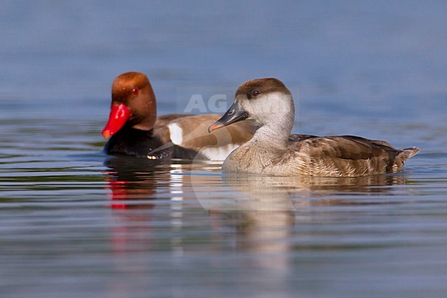 Paartje Krooneenden; Pair of Red-crested Pochards stock-image by Agami/Daniele Occhiato,