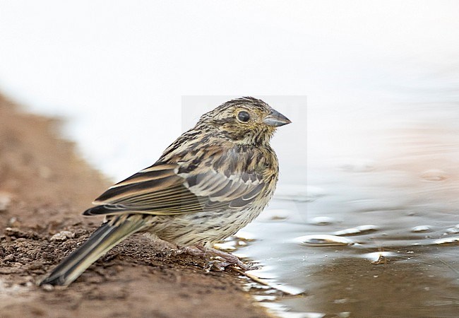 Juvenile Cirl Bunting (Emberiza cirlus) at Spanish drinking station during summer. stock-image by Agami/Marc Guyt,