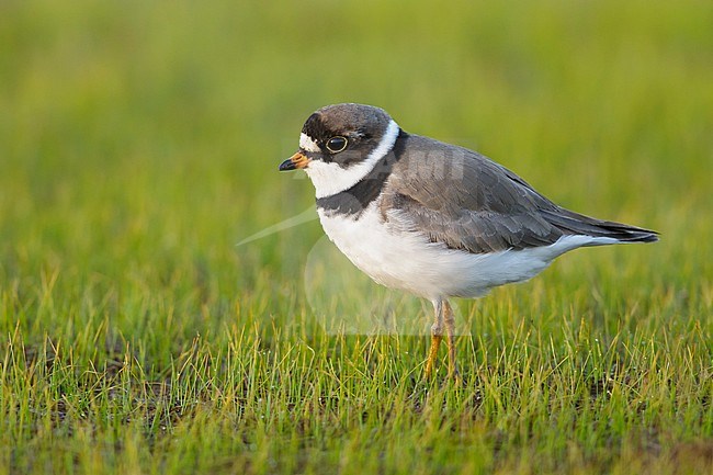 Adult Semipalmated Plover, Charadrius semipalmatus, in breeding plumage on tundra on Seward Peninsula, Alaska, United States. stock-image by Agami/Brian E Small,