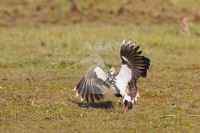 Kievit; Lapwing; Vanellus vanellus stock-image by Agami/Menno van Duijn,