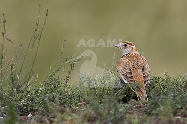 Mongolian Lark (Melanocorypha mongolica), Russia, adult stock-image by Agami/Ralph Martin,