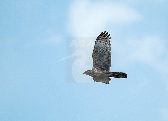 Black-chested Snake-Eagle (Circaetus pectoralis ) adult in flight stock-image by Agami/Roy de Haas,