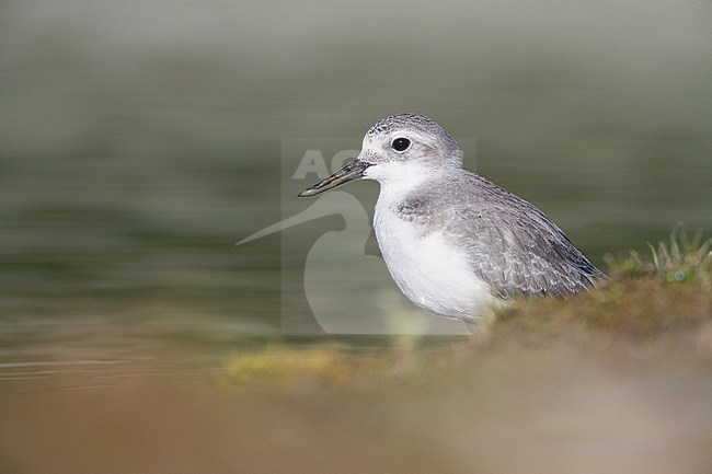 Adult Wrybill (Anarhynchus frontalis) standing in a river bed in Glentanner Park, South Island, New Zealand. The only species of bird in the world with a beak that is bent sideways one way, always to the right. stock-image by Agami/Marc Guyt,
