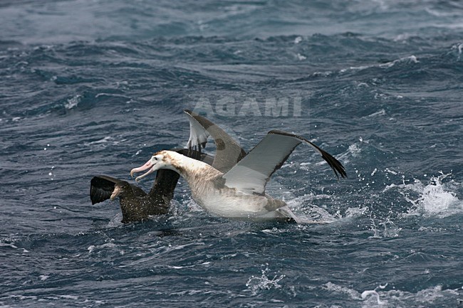 Tristanalbatros in vlucht; Tristan Albatros in flight stock-image by Agami/Marc Guyt,