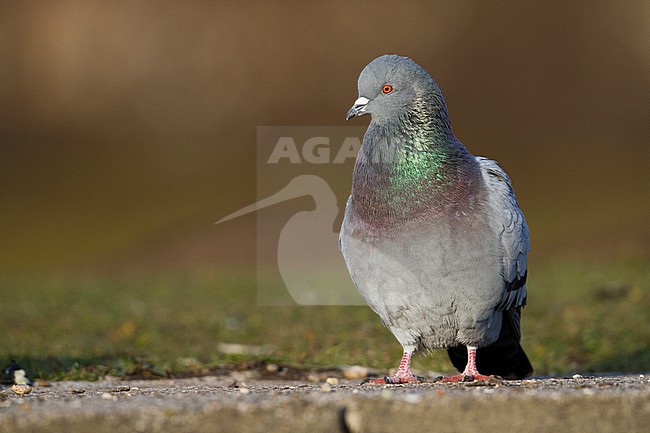 Feral Pigeon - Straßentaube -  Columba livia domestica, Germany, adult stock-image by Agami/Ralph Martin,