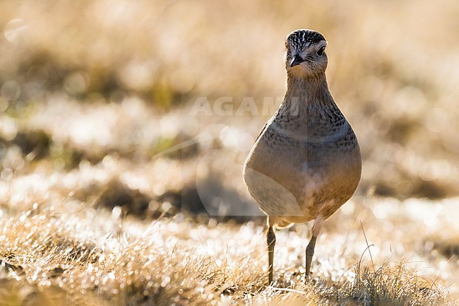 Eurasian dotterel (Charadrius morinellus) in Italy during autumn migration stock-image by Agami/Daniele Occhiato,