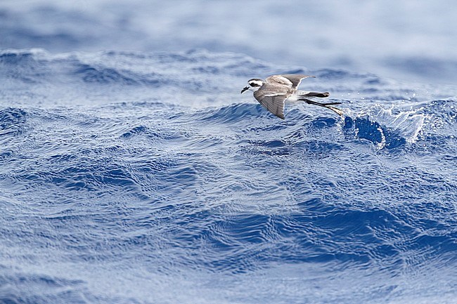 White-faced Storm Petrel (Pelagodroma marina) foraging on the Atlantic Ocean off the Madeira islands. Bounching with its long legs on the ocean surface. stock-image by Agami/Marc Guyt,