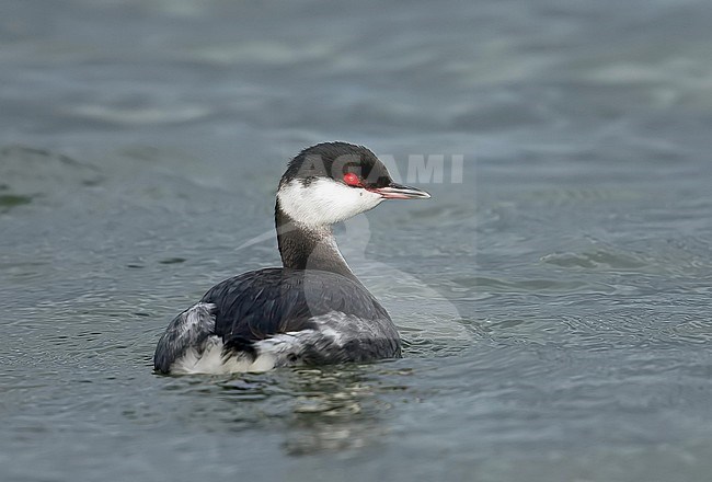 Wintering Slavonian Grebe (Podiceps auritus) in the Netherlands. stock-image by Agami/Kris de Rouck,