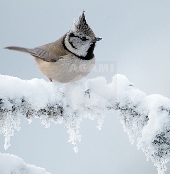 Kuifmees in de winter; European Crested Tit in winter stock-image by Agami/Markus Varesvuo,