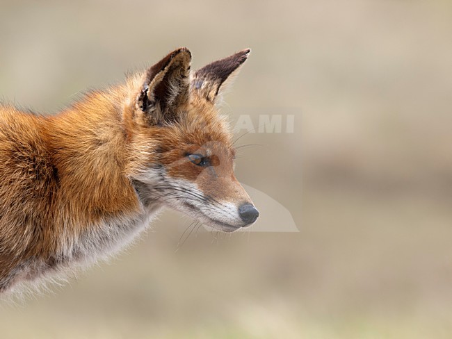 vos portret, red fox portret; stock-image by Agami/Walter Soestbergen,