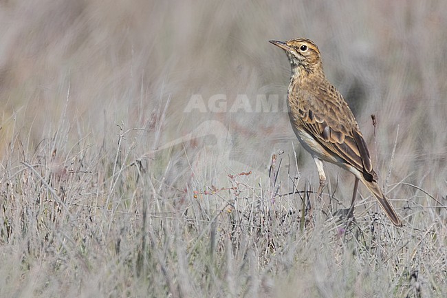 African pipit (Anthus cinnamomeus) perched in Tanzania. stock-image by Agami/Dubi Shapiro,