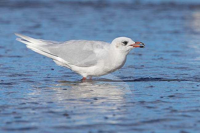Mediterranean Gull (Ichthyaetus melanocephalus), side view of an adult in winter plumage standing in the water, Campania, Italy stock-image by Agami/Saverio Gatto,