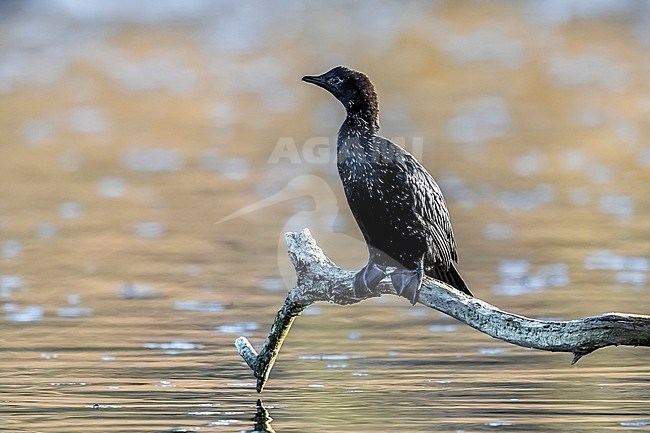 Second-winter Pygmy Cormorant (Microcarbo pygmaeus) perched in a lake in Brussels, Belgium. stock-image by Agami/Vincent Legrand,