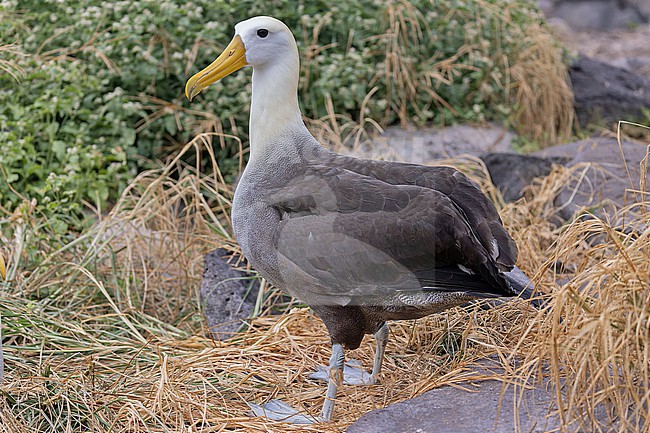 Adult Waved Albatross (Phoebastria irrorata) on the Galapagos Islands, part of the Republic of Ecuador. stock-image by Agami/Pete Morris,