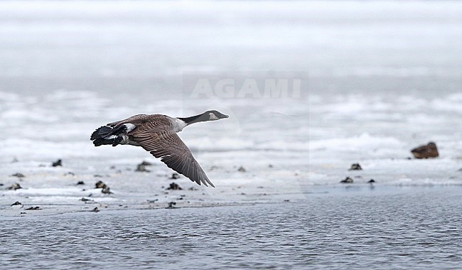 Canada Goose, Branta canadensis canadensis, presumed 1stW at Nivå, Denmark stock-image by Agami/Helge Sorensen,