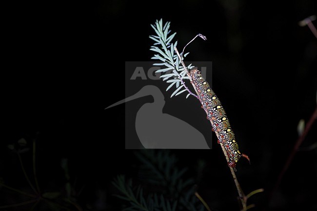 Hyles euphorbiae - Spurge Hawk-Moth - Wolfsmilchschwärmer, Germany (Baden-Württemberg), old larva stock-image by Agami/Ralph Martin,