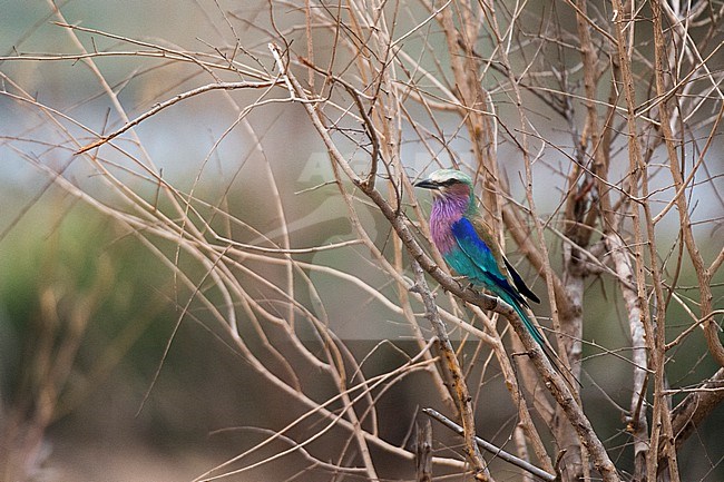 A lilac-breasted roller, Coracias caudatus, perching on a tree branch. Chobe National Park, Botswana. stock-image by Agami/Sergio Pitamitz,