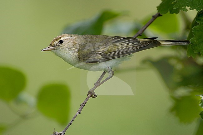 Bergfluiter, Western Bonelli's Warbler, Phylloscopus bonelli stock-image by Agami/Daniele Occhiato,