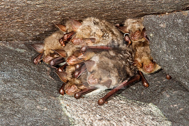 Groep slapende Vale Vleermuizen; Group of sleeping Greater Mouse-eared Bats stock-image by Agami/Theo Douma,