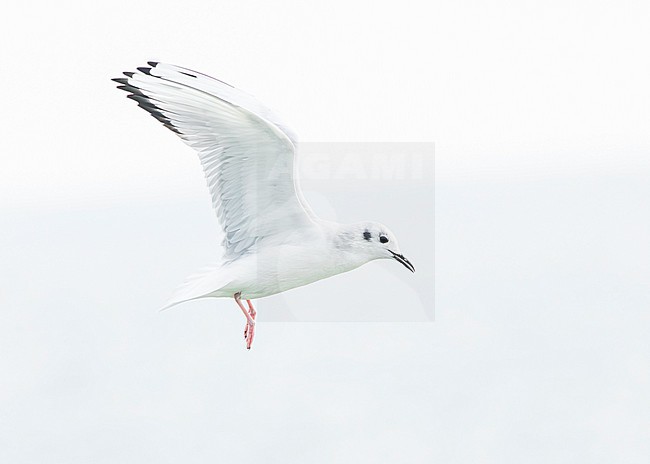 Bonaparte's gull (Chroicocephalus philadelphia) stock-image by Agami/Lennart Verheuvel,