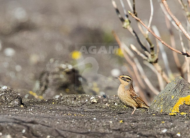 Verdwaalde Bergheggenmus op de Maasvlakte. Eerste geval voor Nederland; Vagrant Siberian Accentor at a Dutch coastal location. First record for the Netherlands. stock-image by Agami/Martijn Verdoes,