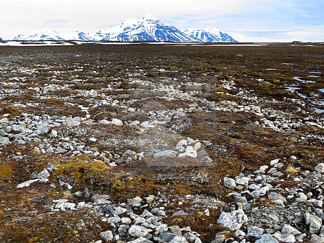 Toendra, Spitsbergen; Tundra, Spitsbergen stock-image by Agami/Marc Guyt,