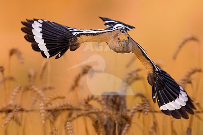 Eurasian Hoopoe (Upupa epops) in Italy. stock-image by Agami/Daniele Occhiato,