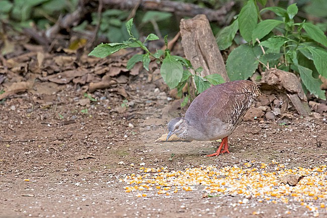 Pale-browed Tinamou (Crypturellus transfasciatus) in Ecuador. Comming to feeding station in the jungle. stock-image by Agami/Pete Morris,
