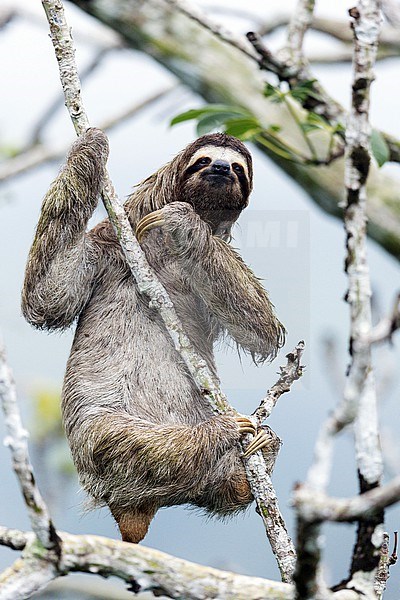 Brown-throated sloth (Bradypus variegatus) in Panama. A species of three-toed sloth found in the Neotropical realm of Central and South America. stock-image by Agami/Glenn Bartley,