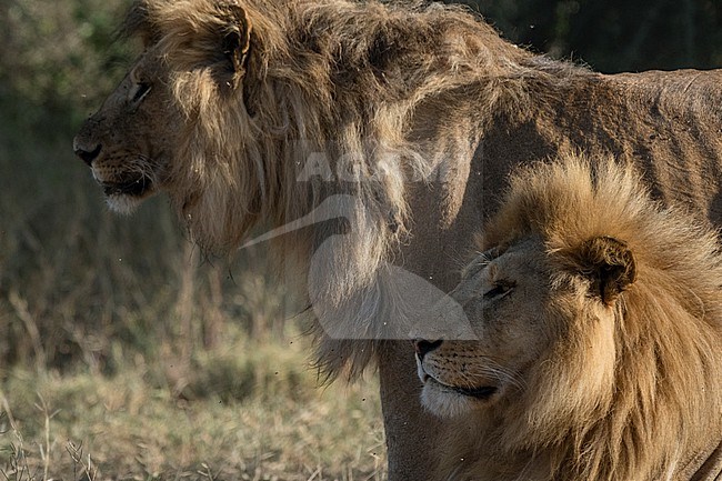 Portrait of two male lions, Panthera leo, one siting, one standing. Ndutu, Ngorongoro Conservation Area, Tanzania. stock-image by Agami/Sergio Pitamitz,