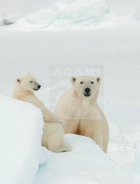 Polar bear (Ursus maritimus) mom and cub resting stock-image by Agami/Roy de Haas,
