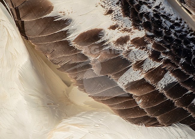 Closeup of the feathers of the wing of an adult Gibson's Albatross (Diomedea gibsoni) stock-image by Agami/Marc Guyt,