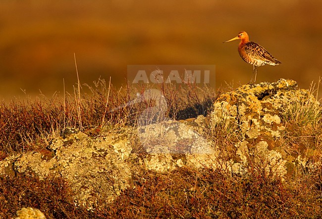 Grutto op rots, Black-tailed Godwit on rock stock-image by Agami/Danny Green,