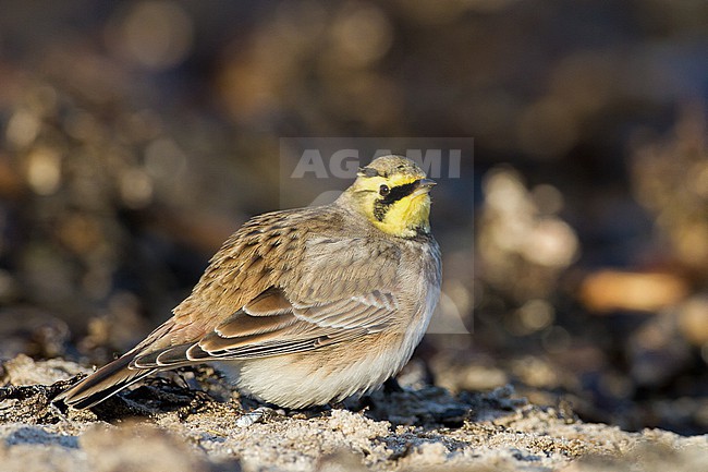 Strandleeuwerik, Shore Lark, Eremophila alpestris stock-image by Agami/Menno van Duijn,