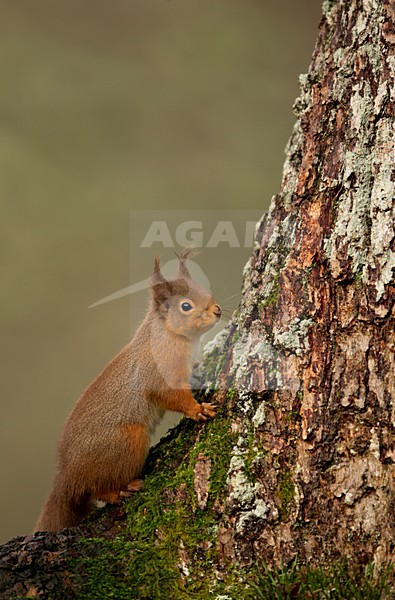 Eekhoorn op boomstam, Red Squirrel on trunck stock-image by Agami/Danny Green,