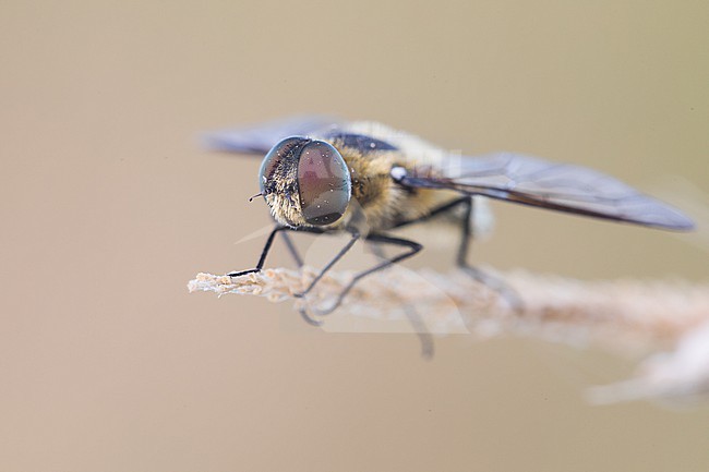 Villa cingulata - Downland Villa, Germany (Baden-Württemberg), imago, male stock-image by Agami/Ralph Martin,
