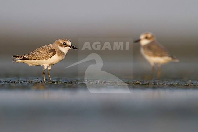 Woestijnplevier, Greater Sand-Plover stock-image by Agami/Ralph Martin,