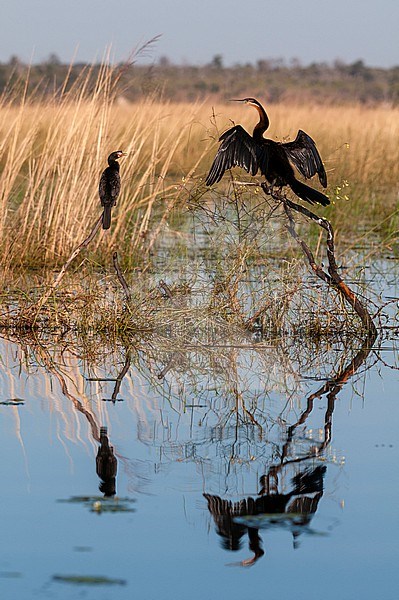 A reed cormorant and an African darter, perched along the Chobe River. Chobe River, Chobe National Park, Kasane, Botswana. stock-image by Agami/Sergio Pitamitz,