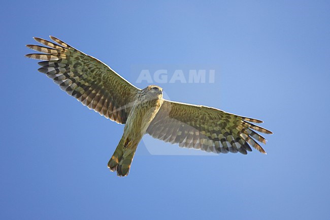 Blauwe Kiekendief; Hen Harrier; Circus cyaneus stock-image by Agami/Jari Peltomäki,