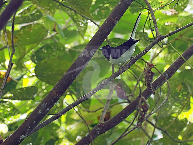 Male Kai Monarch (Symposiachrus leucurus) in the Moluccas, Indonesia. stock-image by Agami/James Eaton,