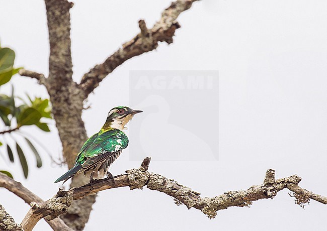 Adult Diederik Cuckoo (Chrysococcyx caprius) in South Africa. stock-image by Agami/Pete Morris,