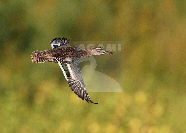 First-winter male Garganey (Anas querquedula) in flight over Donau delta in Romenia. stock-image by Agami/Laurens Steijn,