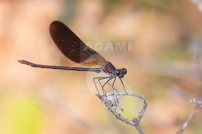 Calopteryx haemorrhoidalis - Copper Demoiselle - Rote Prachtlibelle, France (Provence), imago stock-image by Agami/Ralph Martin,