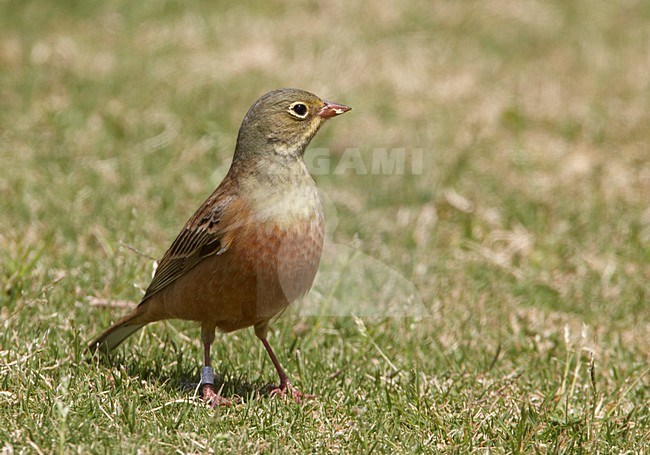 Mannetje Ortolaan in zit; Male Ortolan Bunting perched stock-image by Agami/Markus Varesvuo,