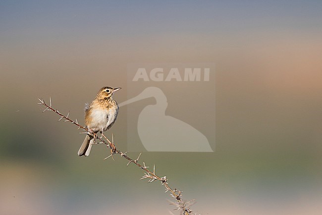 Richard's Pipit - Spornpieper - Anthus richardi ssp. richardi, Russia, adult stock-image by Agami/Ralph Martin,